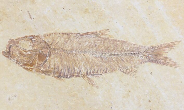 Detailed, Knightia Fossil Fish - Wyoming #42359